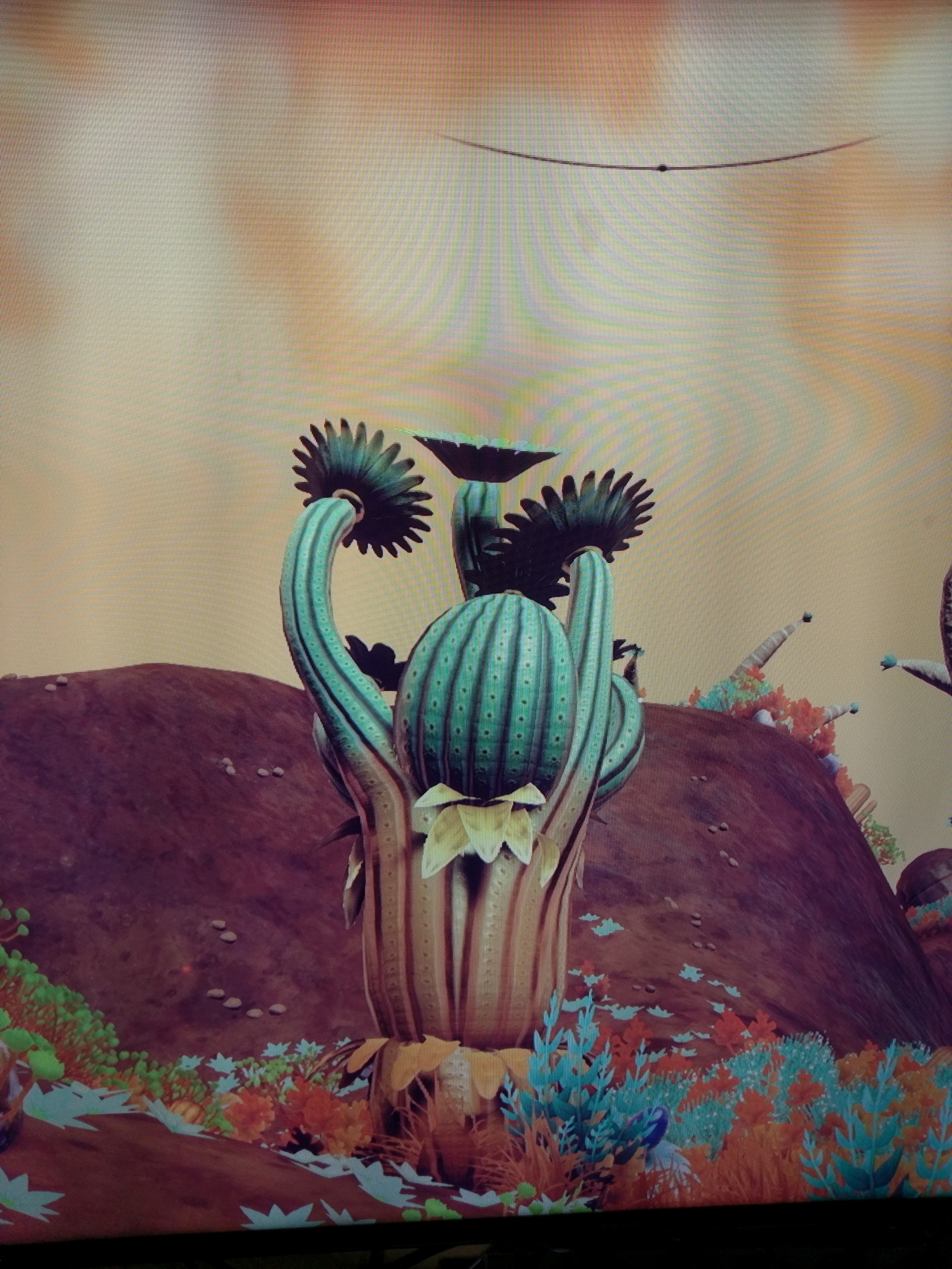 nomansskykaktus.jpg