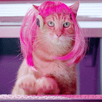 giphypinkcat.gif
