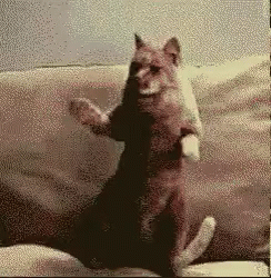 Dancing_cat.gif