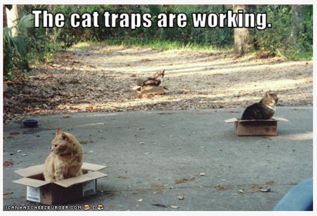 cat_trapsareworking.jpg