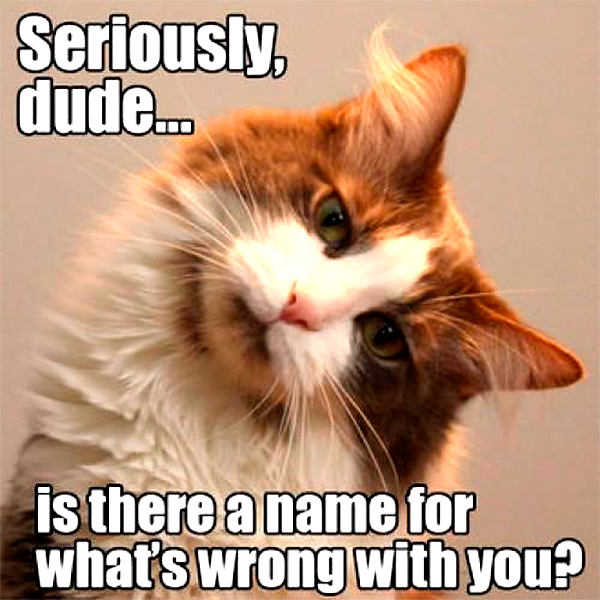cat-humor-seriously-dude-is-there-name-f