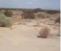 tumbleweed1.gif
